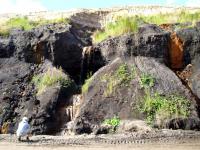 Aus der Tagebaub�schung tritt Wasser aus, auch im Hochsommer - wo Wasser ist, erobert sich die Natur neuen Lebensraum